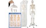 Menschliches Skelett - 170 cm Malatec 22583